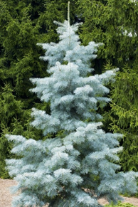                                        Abies Procera Glauca